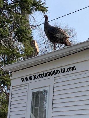 turkey on the roof website box copy